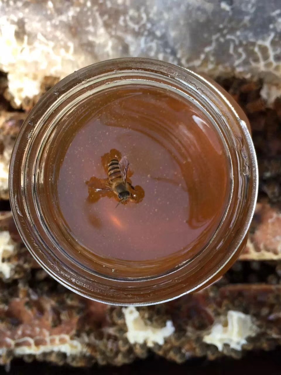 龙眼蜜自然成熟原蜜佳慧蜂蜜伴坡峰纯正天然孕妇儿童老人