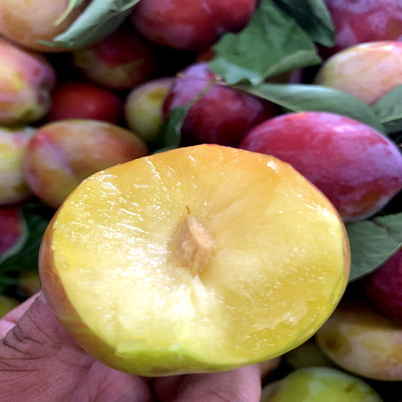 李子东北盖县大李子秋鸡心盖大干碗干核香蕉李子