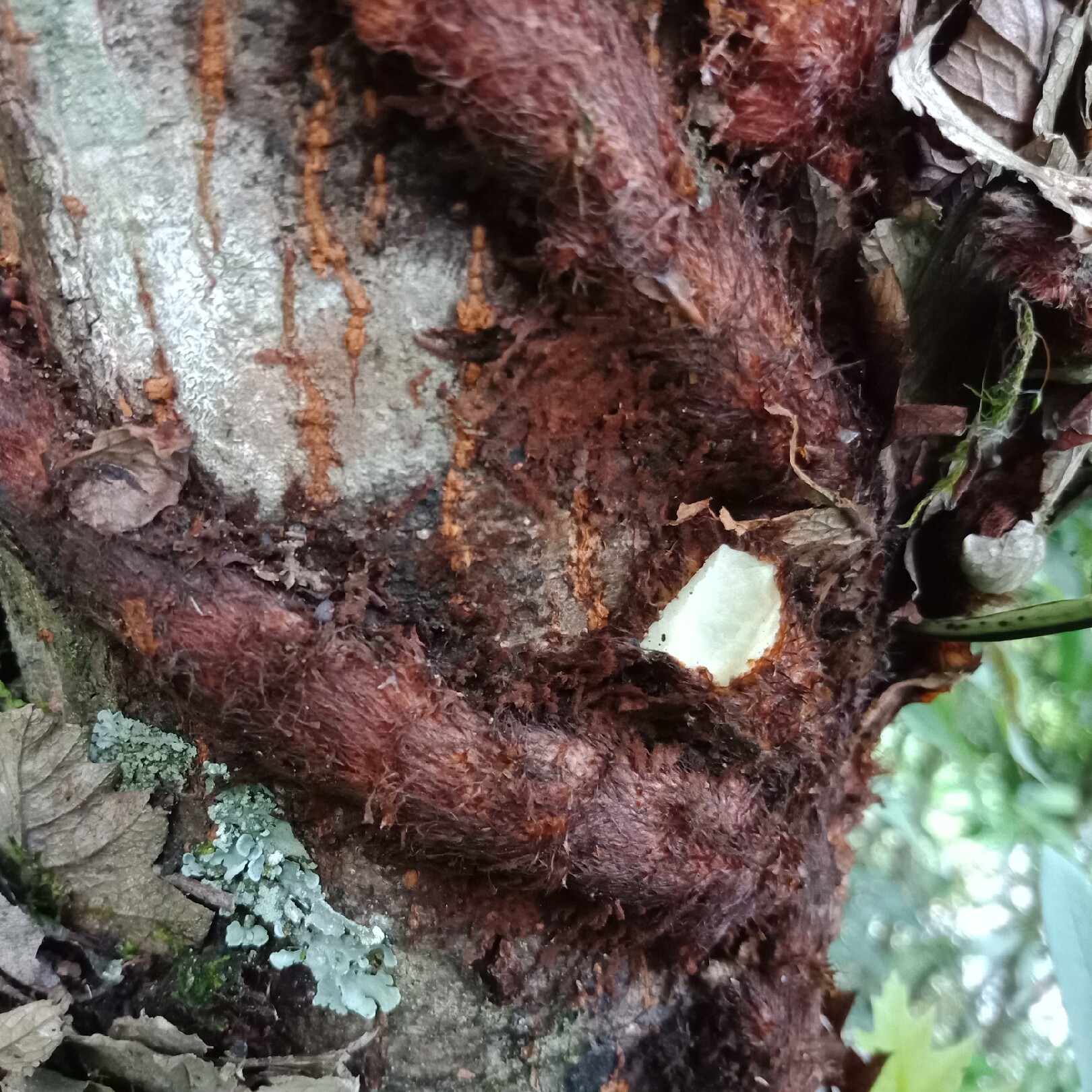 骨碎新鲜爬岩毛姜巴岩500克包邮两斤送一斤其他药食同源食品