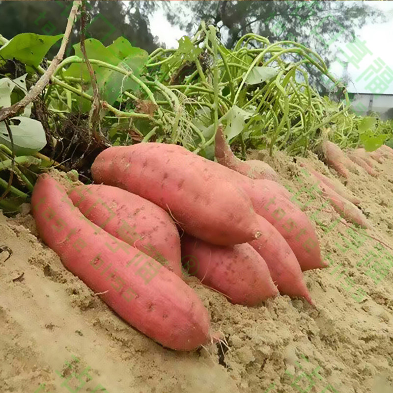 福建六鳌拇指山芋沙地板栗蜜薯地瓜小红红薯番薯