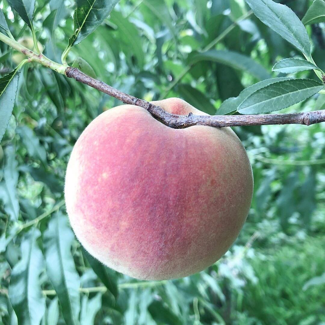 蜜桃山东青州5斤新鲜大果水果冬雪毛桃现摘桃