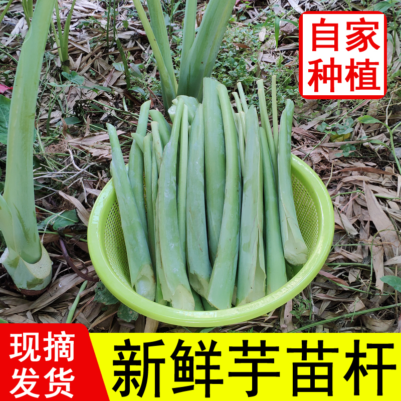 广西农家种植新鲜芋蒙芋苗芋荷白芋苗杆芋苗梗其它