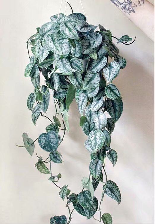 欧美复古盆栽银叶银斑绿萝scindapsuspictus小盆绿植