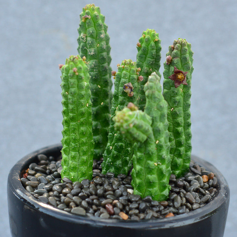 尚野园艺多植物青龙角萝藦科开花迷你奇异多肉多肉植物