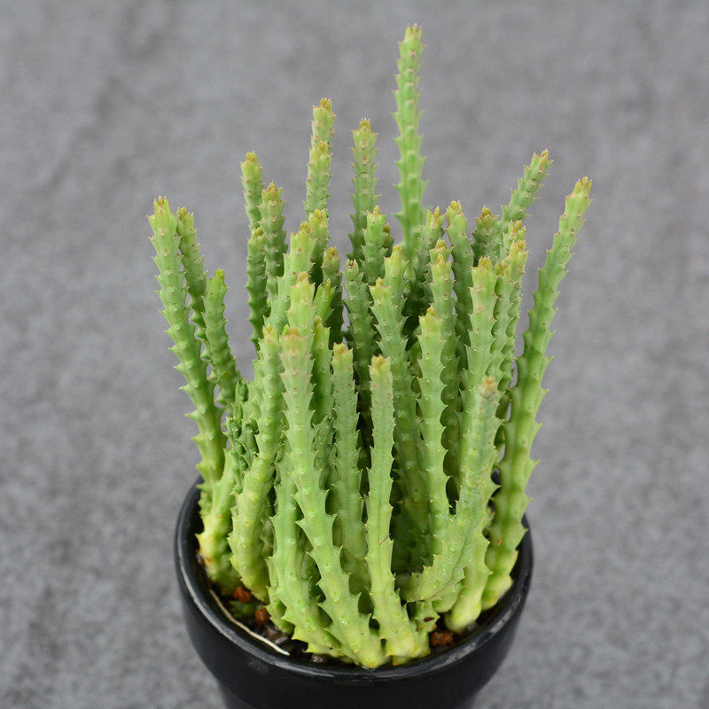 尚野园艺多植物姬龙角群生一物一拍萝藦科开花奇特多肉植物