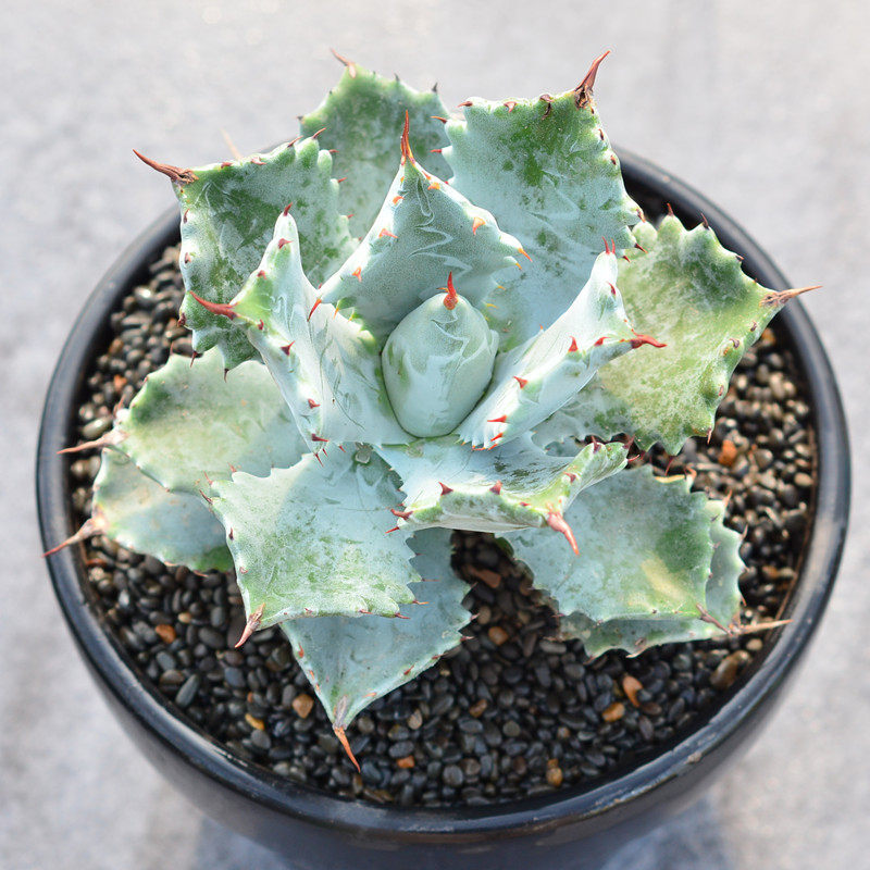 尚野园艺多肉植物甲蟹龙舌兰颗一物一拍仙人掌多肉植物