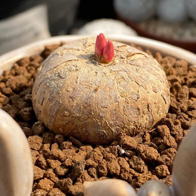 大戟尚野园艺玫瑰狼毒一物一拍稀有快根多肉多肉植物