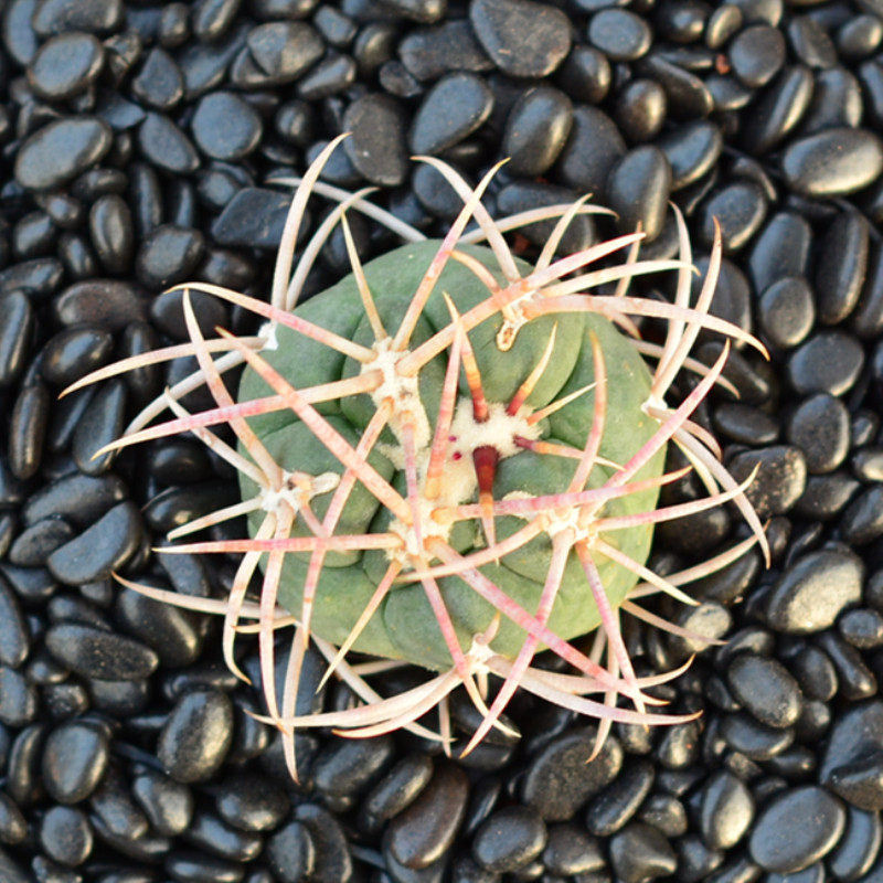 尚野园艺实生高木绯冠龙一物一拍狂刺强刺瘤玉多肉植物