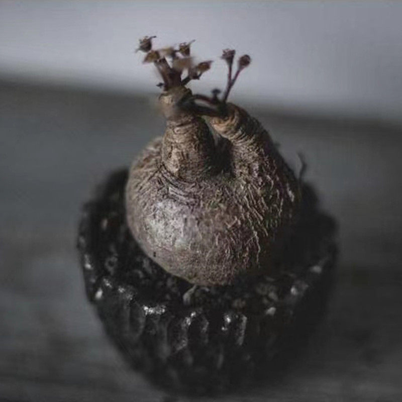 尚野园艺莫氏大戟莫拉一物一拍精品快根euphorbia多肉植物