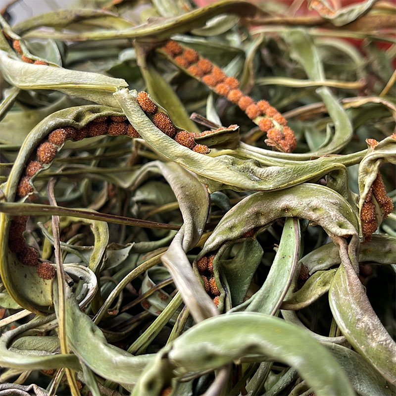 云南野生化石官方旗舰店正品小叶石韦草中药胆结石特级其他药食同源