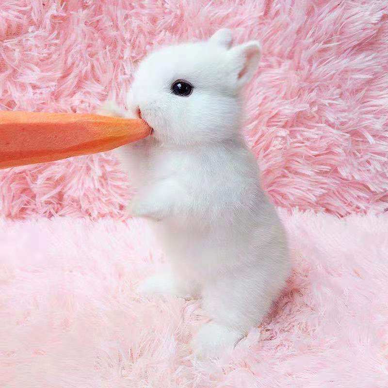 小兔子活体侏儒兔活小体长不大幼兔宝宝小白兔凤眼兔