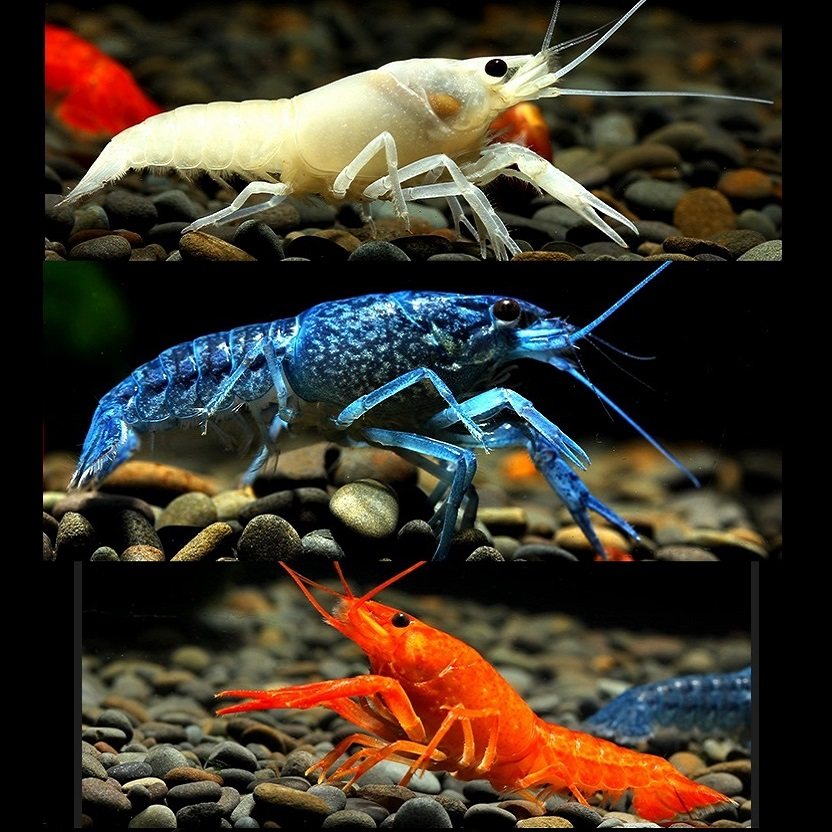 幽灵虾鳌虾观赏虾水族蓝魔虾虾米鲜活可以养龙纹鳌虾小龙虾天空虾