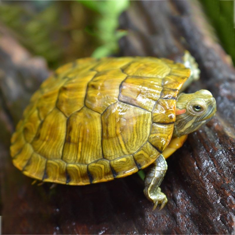 首页 下载app                          花龟水族淡水龟金龟小王八黄
