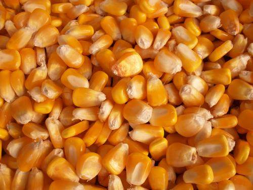 玉米重庆农家玉米粒大粒酿酒杂粮新鲜250g装包玉米