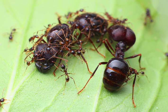 蚂蚁全异巨首diversus宠物活体蚁后工坊生日礼物蚂蚁