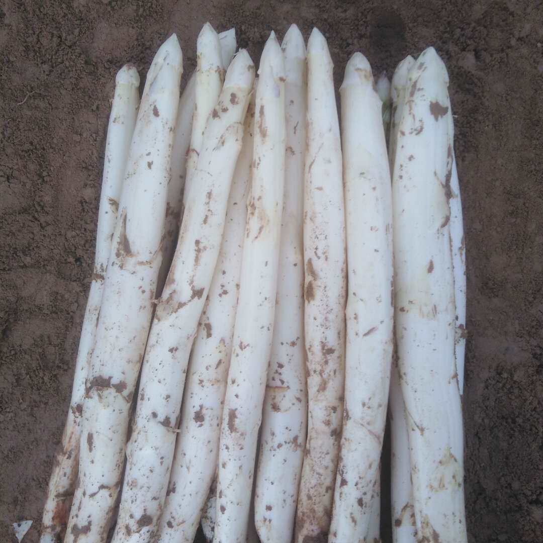 芦笋白芦笋新鲜4斤现挖精品无公害有机绿色蔬菜芦笋