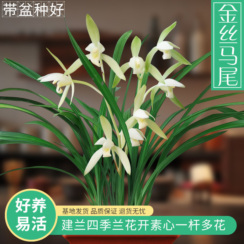兰兰花苗金丝马尾夏带花苞出售四季兰素素心时令草本花卉