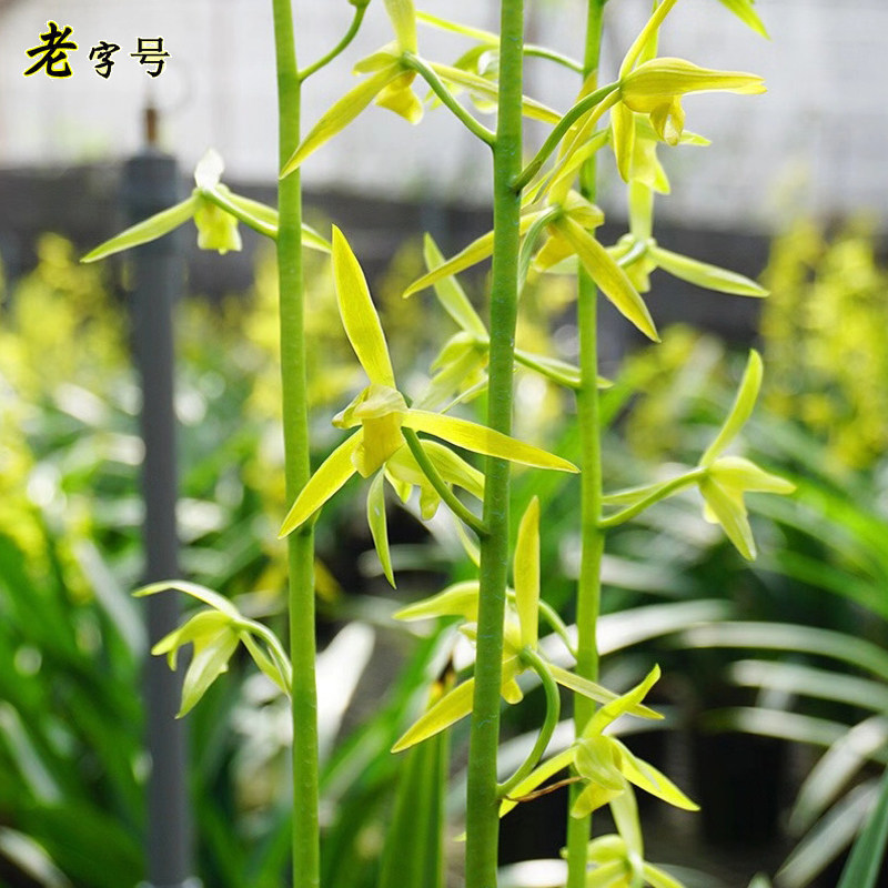 兰花花苗墨兰报岁企剑白墨冬带浓香花苞出售时令草本花卉