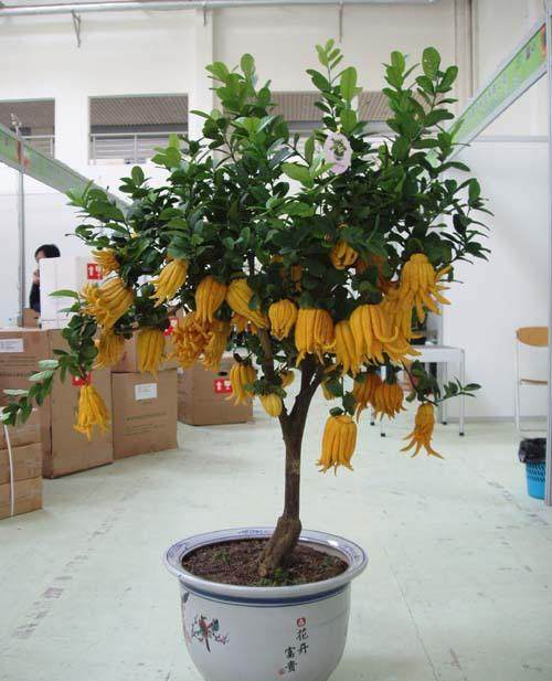 盆栽佛手植物金佛手大苗室内观柠檬绿植
