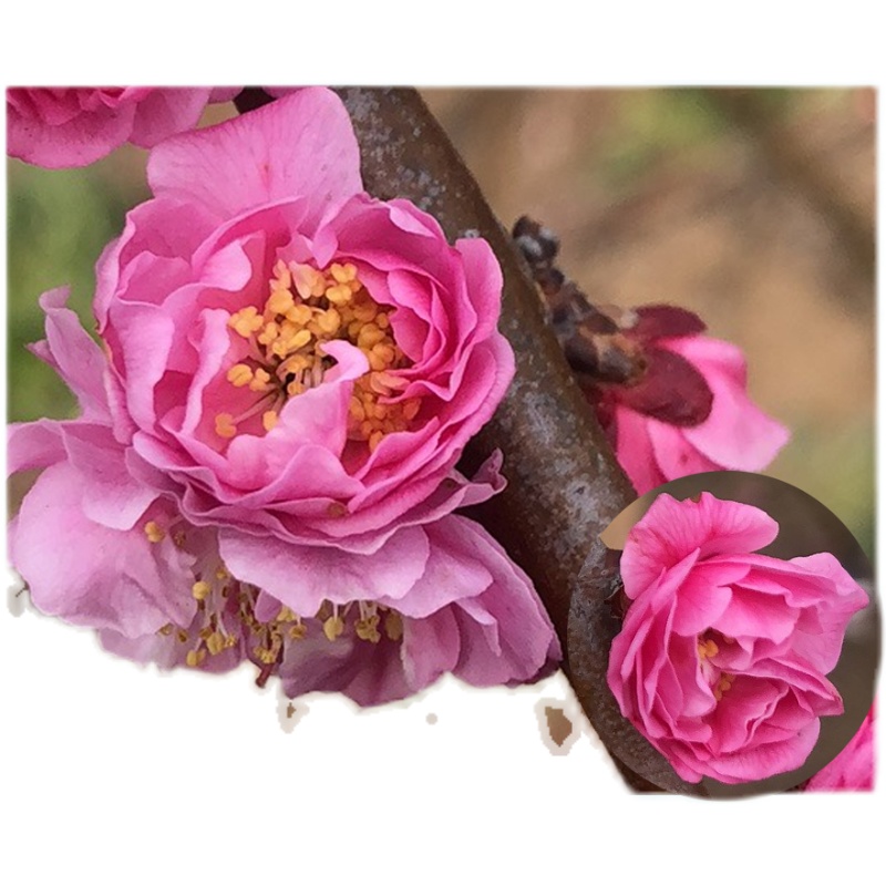 原生丰后梅花稀有名贵品种实生树苗盆地绿植花卉