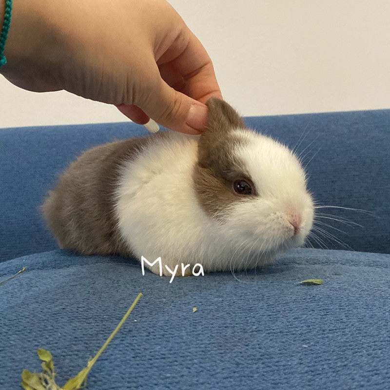 活物侏儒纯种荷兰垂耳兔宠物兔盖猫猫兔活小型兔