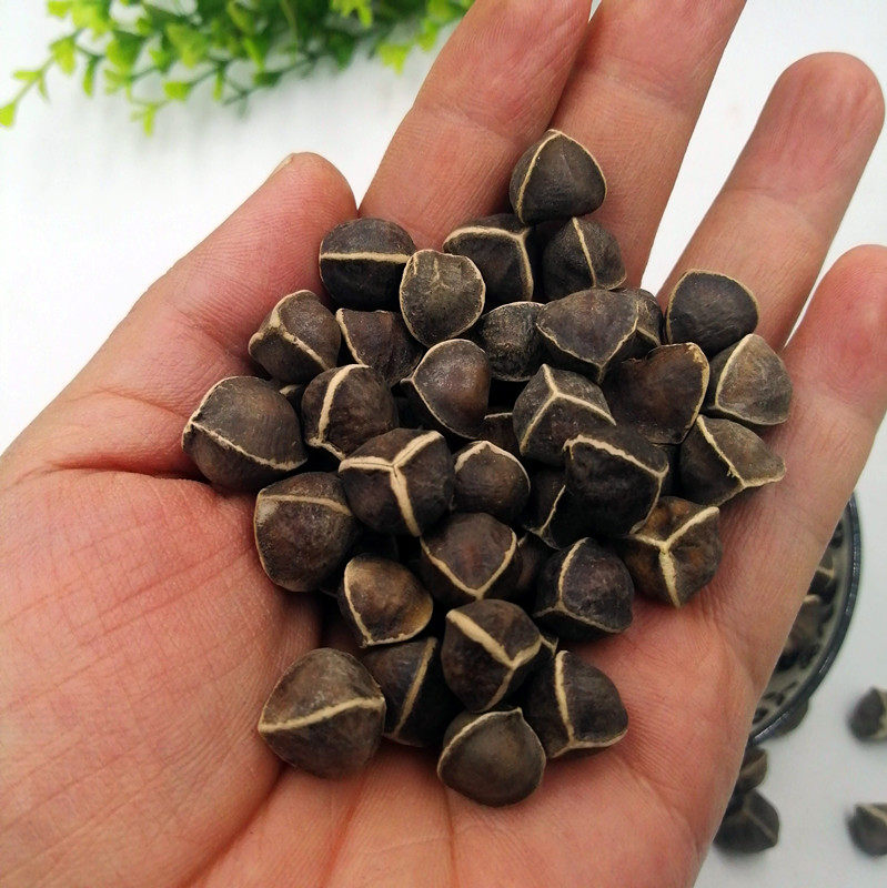 中药材500g辣木功效源自印度食用药用木子店内其他药食同源食品