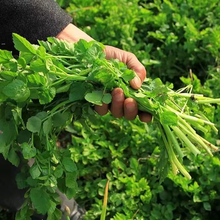东北特产野生山野菜大叶食用山特价500g一份以上其它