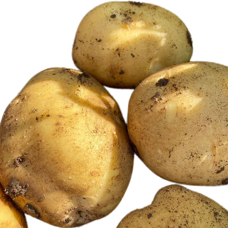 东北农家土豆新鲜尤金现挖薄皮皮黄心甜面起土豆