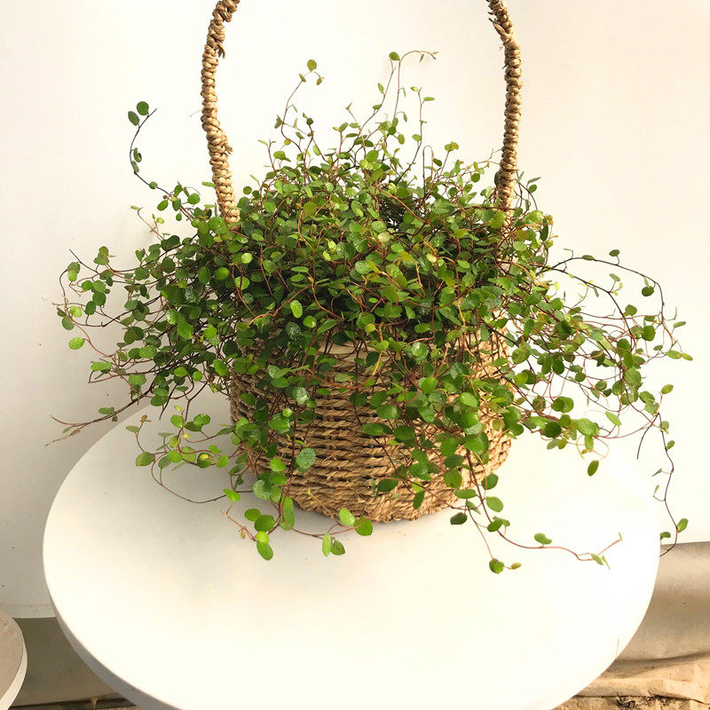 千叶兰大盆常青四季绿植垂吊多年生植物盆栽叶植物绿植