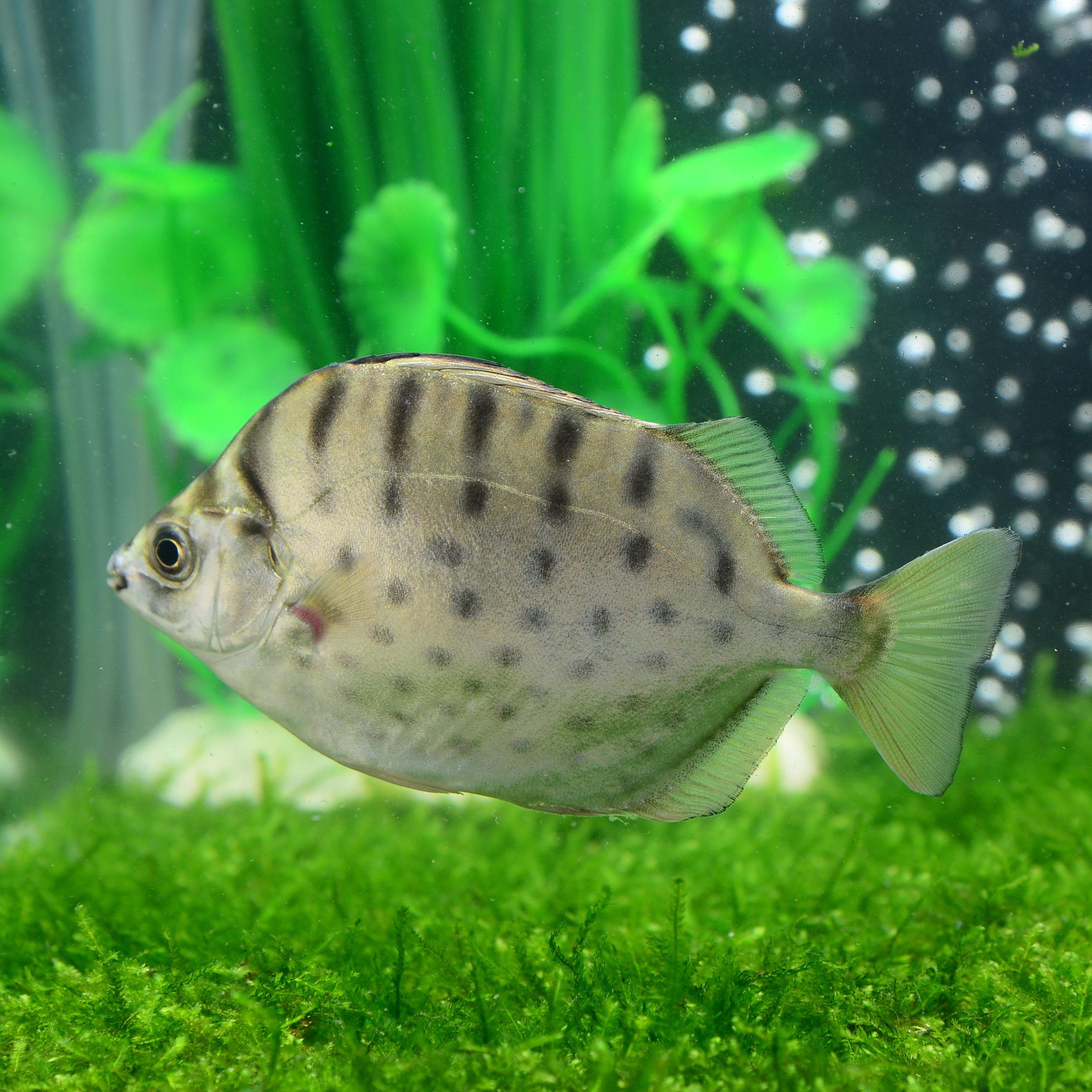 热带鱼谷鱼观赏鱼银鼓鱼银金谷鱼观赏豹点招财活体鱼