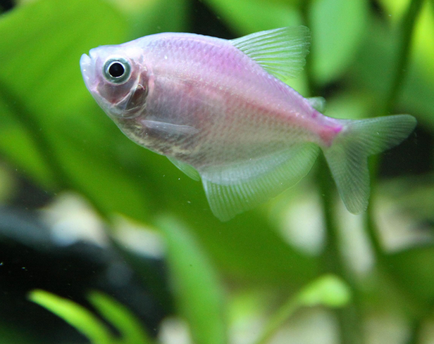 活体观赏鱼彩裙七彩彩群灯火淡水鱼蓝色红色黄色鱼