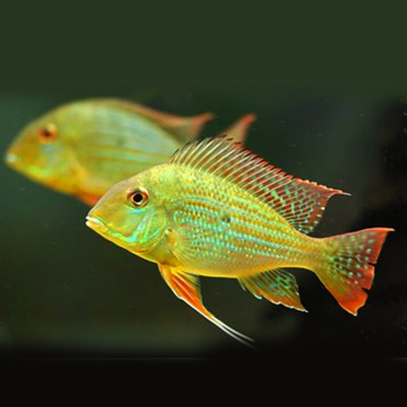 热带观赏鱼南美美食土鲷红珍珠关刀朱巴利关刀朱鱼