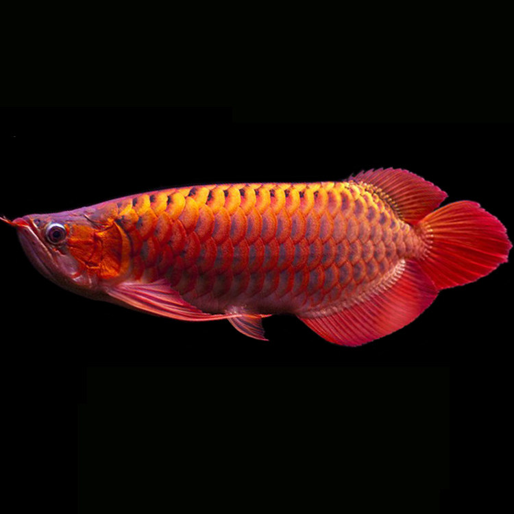 红龙鱼活体号半红龙新加坡马来红龙 青龙鱼 高背宝石金龙练手鱼苗