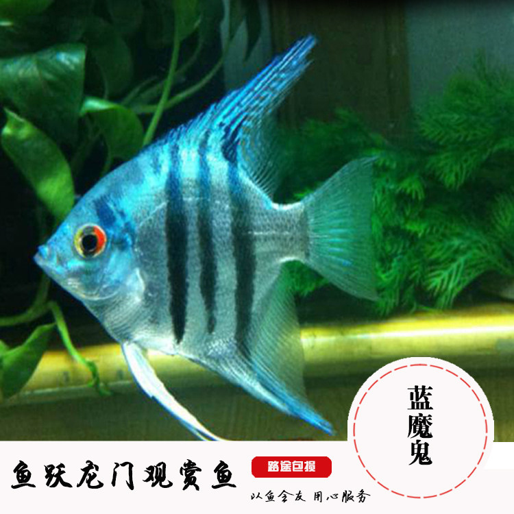 神仙鱼燕鱼活体观赏鱼德系蓝魔鬼神仙鱼五栋线蓝魔鬼