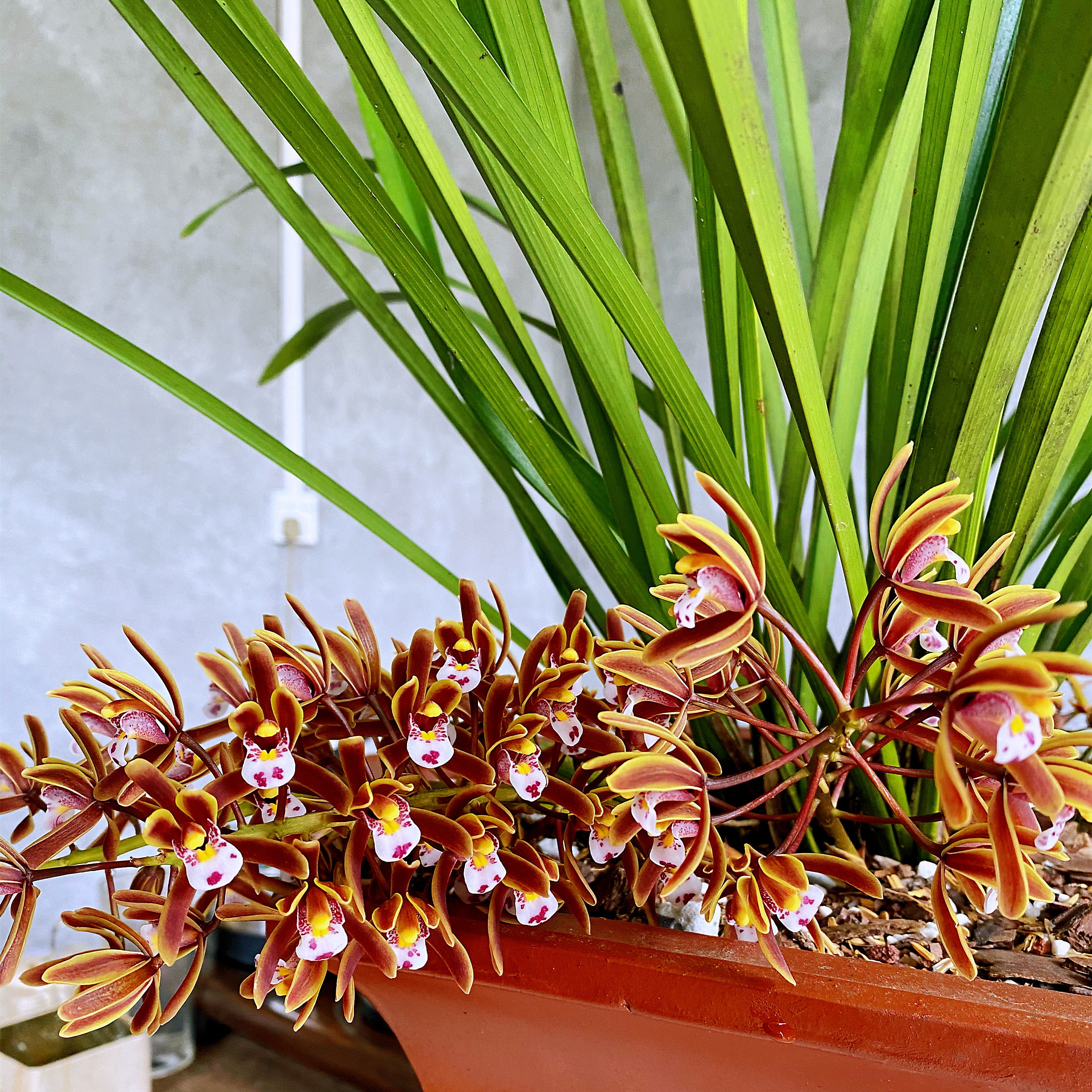 蜜蜂兰建春兰开花多岩兰台花苗盆栽花卉