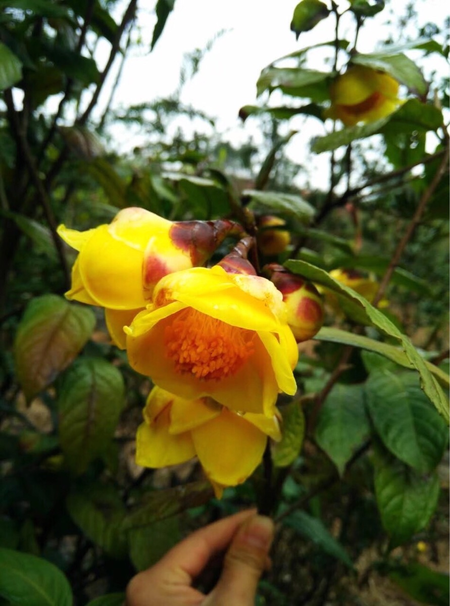 金花茶花茶越南凹脉养生新品茶花盆栽绿植