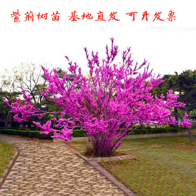 紫荆花树苗满条红丛生紫荆花苗庭院绿化耐寒彩色植物