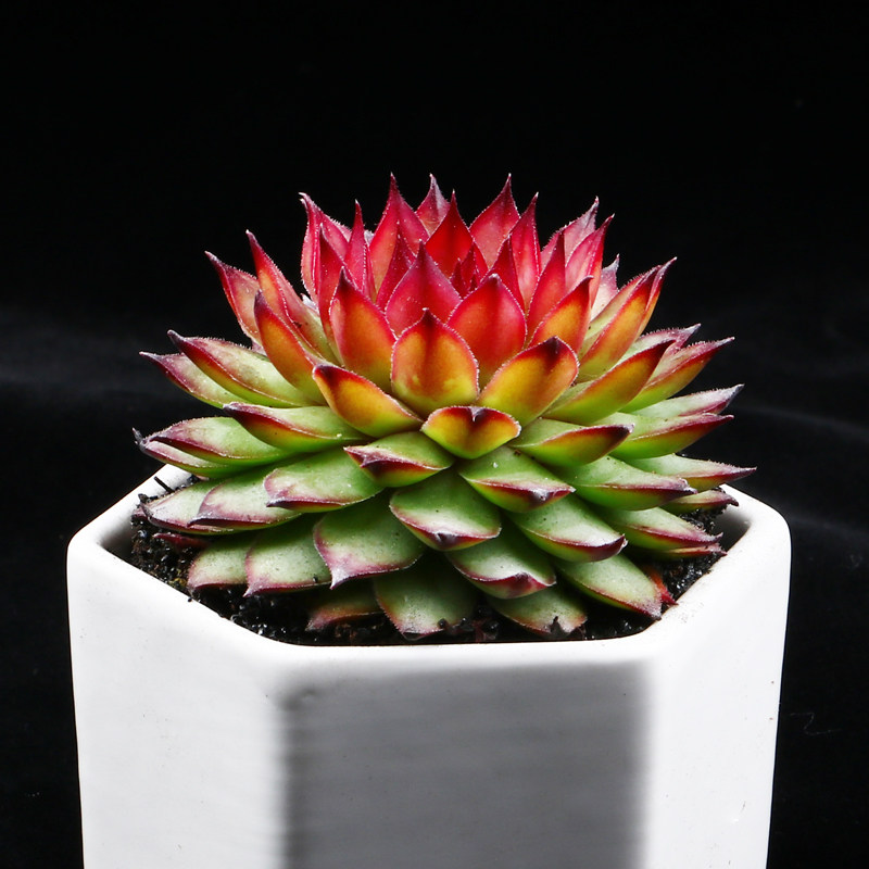 永盛园艺多植物新款长生草类红钻多肉室内萌肉多肉植物