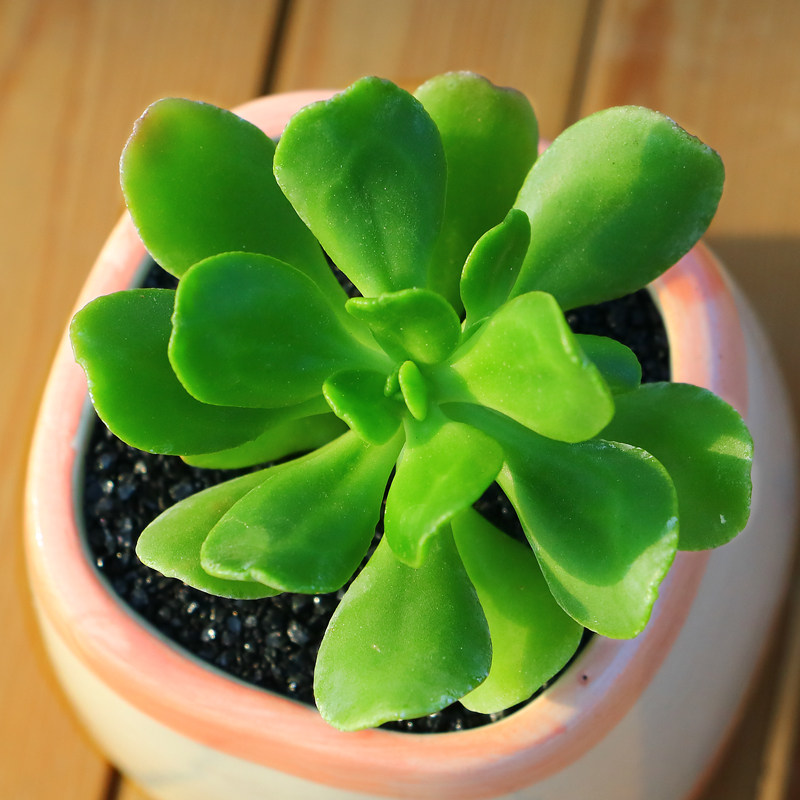 植物永盛园艺多新款达摩宝珠室内多肉萌肉花卉多肉植物