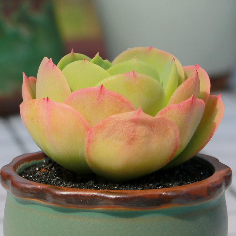 植物永盛园艺多新款鸡蛋碧桃多肉组合盆栽室内多肉植物