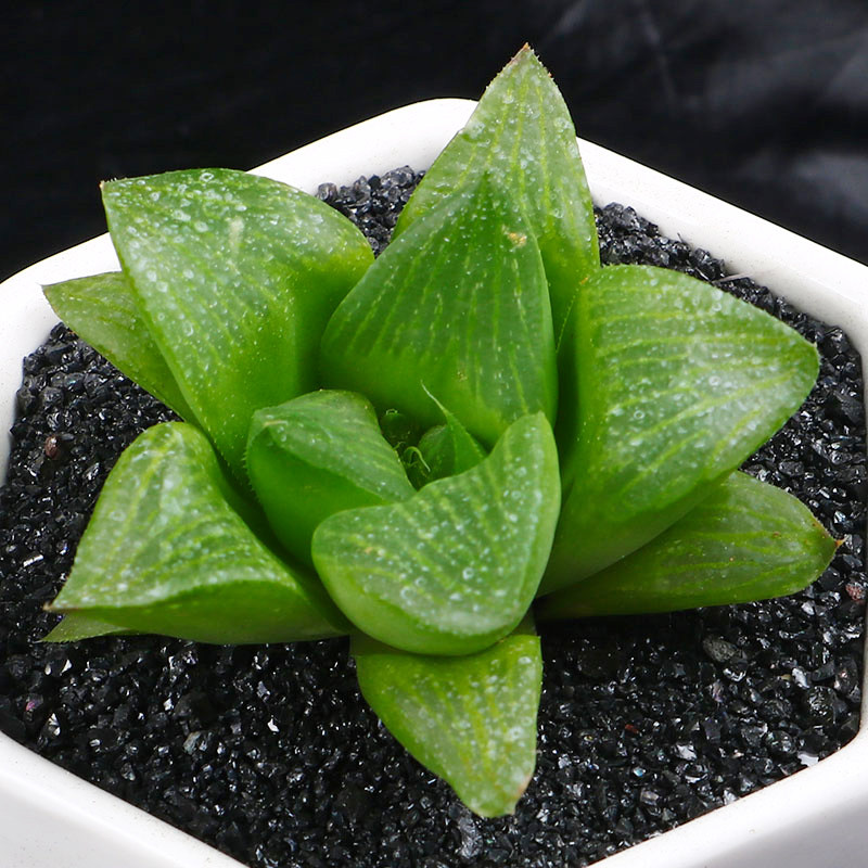 永盛园艺韩国进口多肉植物 玉露 十二卷属帝王寿组合盆栽绿植花卉