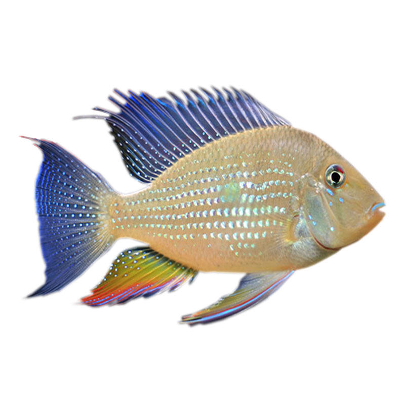 活体刀鱼水族宠物中大型淡水鱼热带鱼观赏鱼蓝宝石鱼