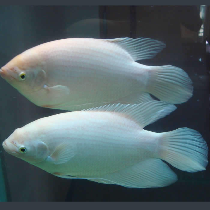 活体中大型淡水鱼热带鱼观赏鱼战船招财宠物鱼