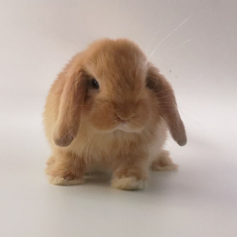 垂耳兔宠物荷兰幼体纯种活体不大小型侏儒兔兔兔