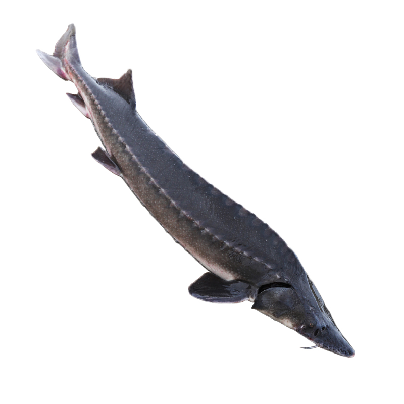 鳇鱼黑龙江抚远特产鲟鱼鲜活速冻黄鱼东北北七淡水鱼类