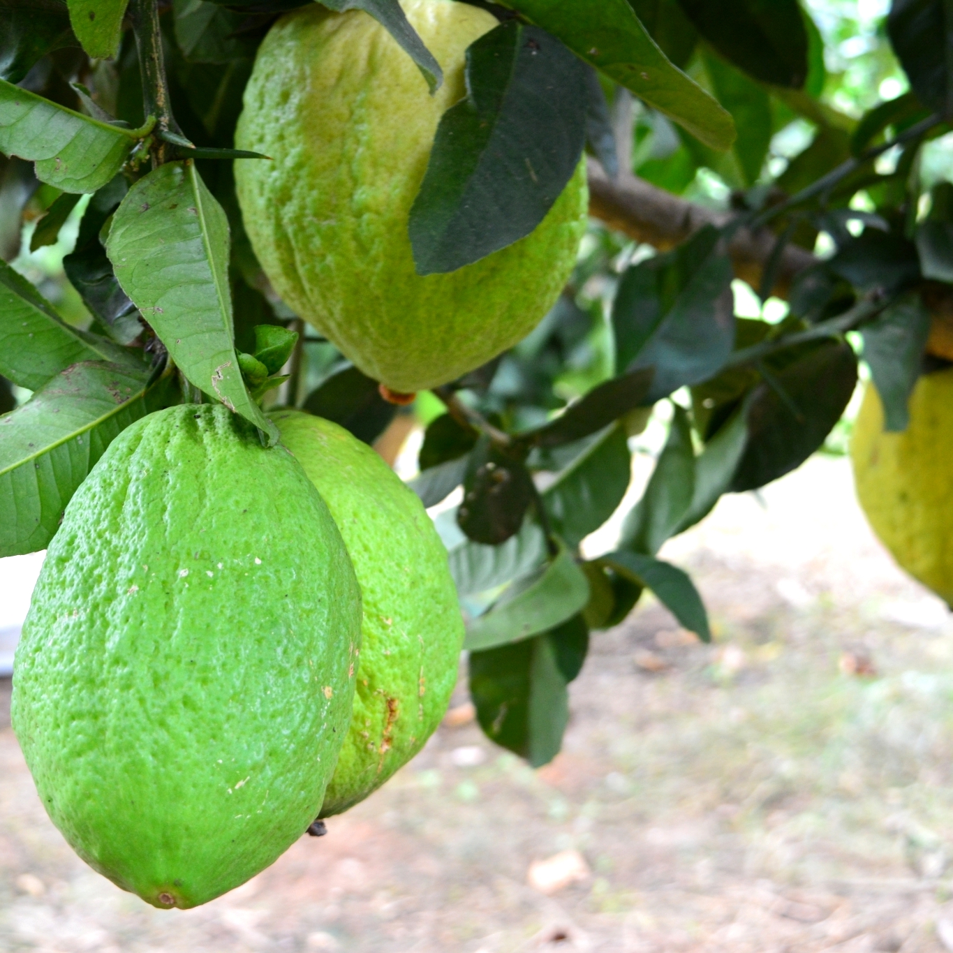 香橼枸橼佛手地直基地果子香泡香缘果香水果佛手果
