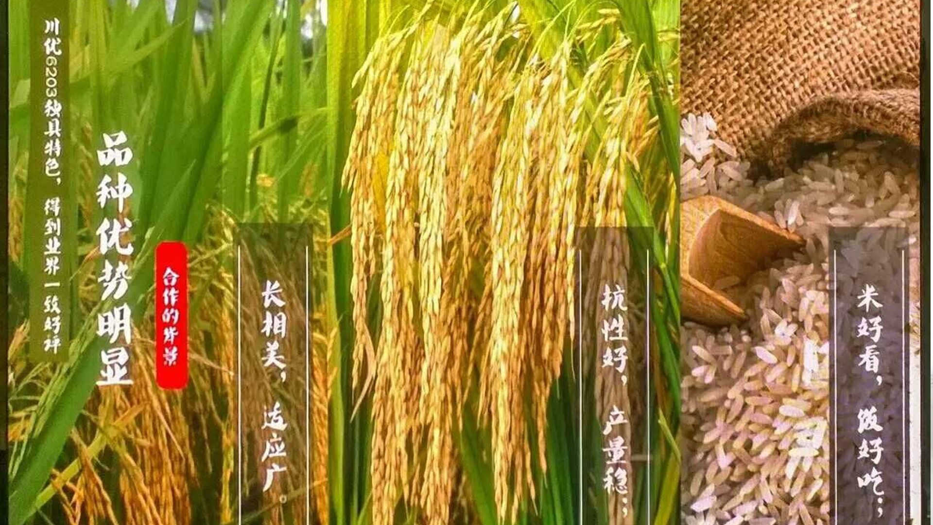 川优6203 水稻种子 经济包 500g/包 长谷子 泰米 超级