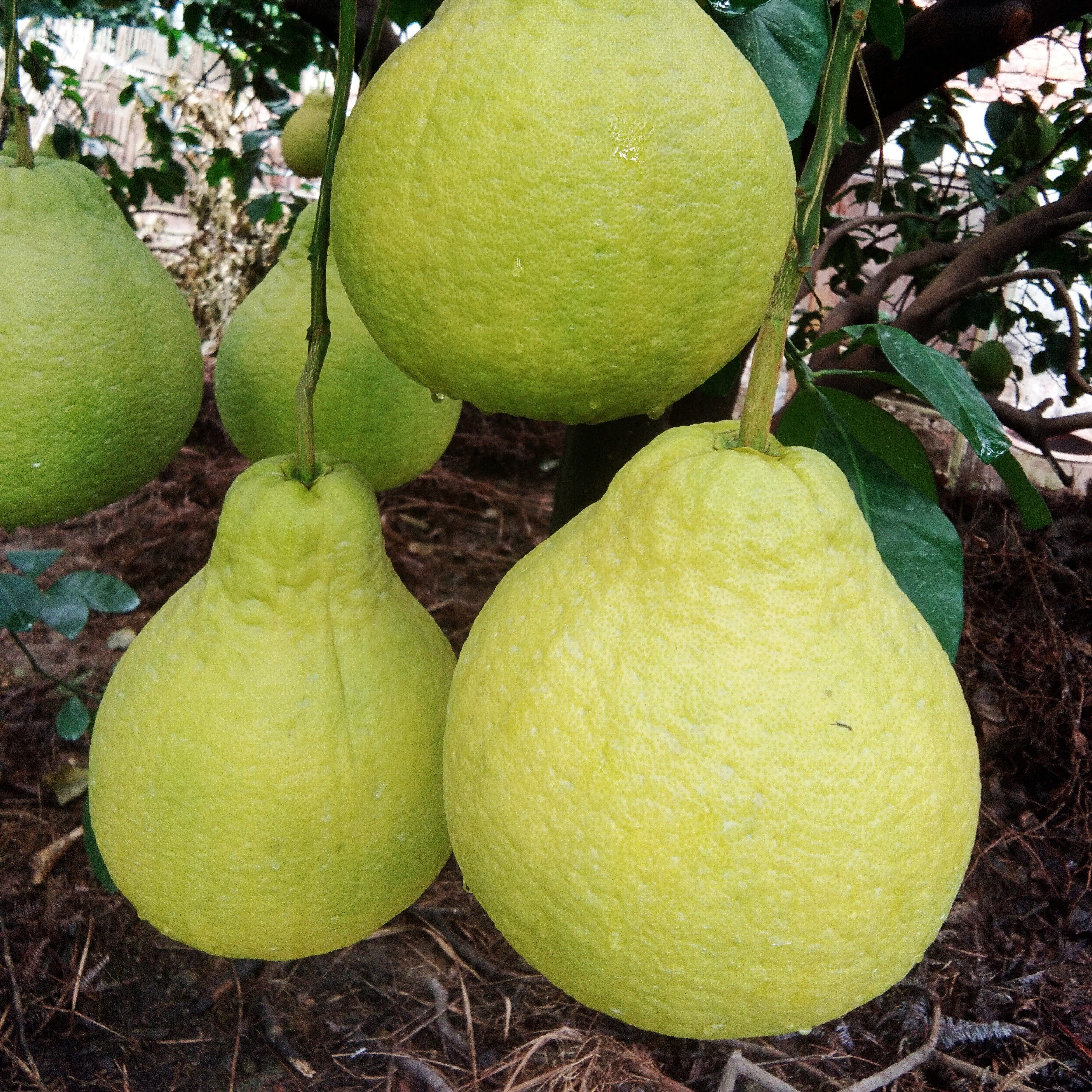 广西容县正宗沙田沙田柚柚子10斤新鲜水果白心肉柚子