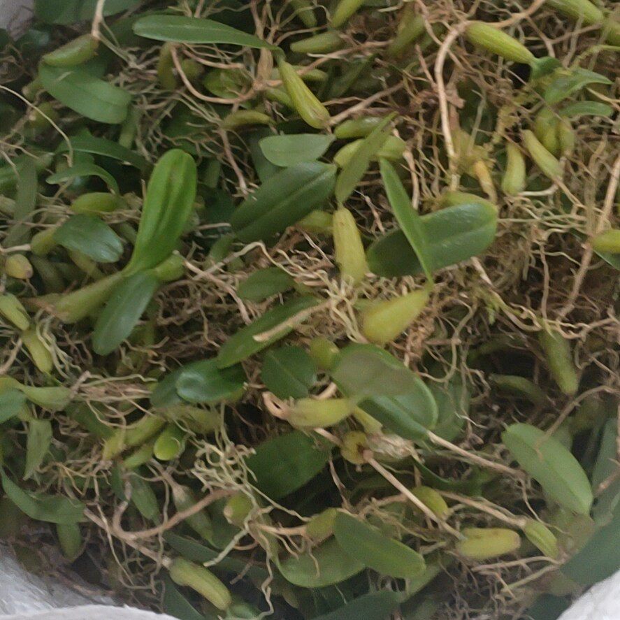 石橄榄叶石包邮材料煲汤新鲜石豆仙桃果叶小号其他药食同源食品