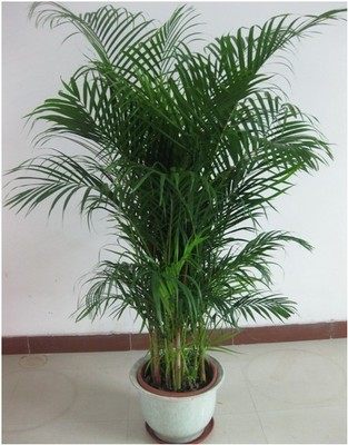 散尾葵凤尾竹夏威夷竹子袖珍椰子室内客厅大型净化空气盆栽绿植